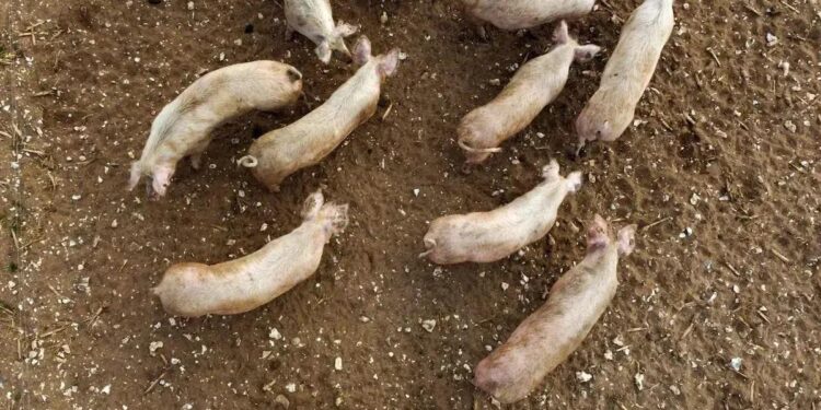 Atualmente, apenas sete plantas no estado de Santa Catarina estão autorizadas a exportar carne suína para o México (Foto: Chris Ratcliffe/Bloomberg)