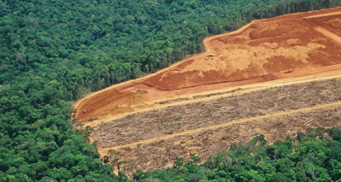 Estudo indica que o desmatamento na Amazônia intensifica as secas e tempestades, de acordo com um estudo