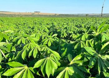 Fundada em 1916, a Lorenz foi a primeira fecularia da América Latina: hoje, a empresa tem 1,2 mil produtores parceiros