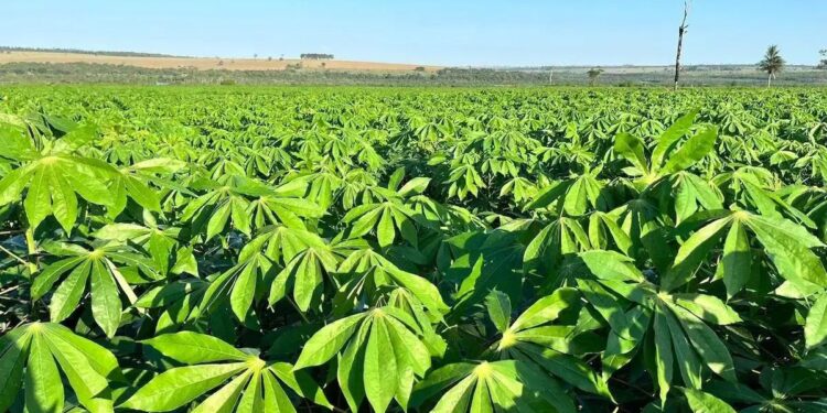 Fundada em 1916, a Lorenz foi a primeira fecularia da América Latina: hoje, a empresa tem 1,2 mil produtores parceiros