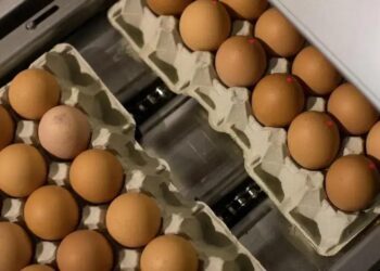 Mercado de ovos segue aquecido globalmente com demanda em alta e preços mais elevados (Foto: Jasper Juinen)