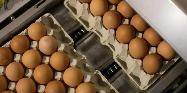 Mercado de ovos segue aquecido globalmente com demanda em alta e preços mais elevados (Foto: Jasper Juinen)