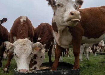 Muitos investidores que pensavam ter comprado vacas descobriram que possuem poucos ou nenhum animal em seu nome.