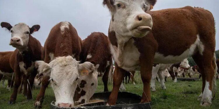 Muitos investidores que pensavam ter comprado vacas descobriram que possuem poucos ou nenhum animal em seu nome.
