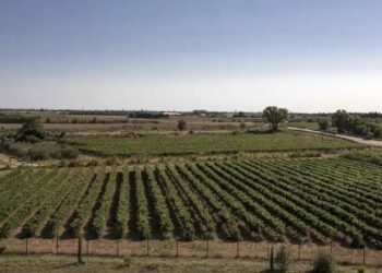 Na Cave Héraclès, a maior cooperativa de vinhos orgânicos do país, mais de 200 tanques de aço inoxidável da altura de prédios de seis andares ainda estão cheios com a produção do ano passado