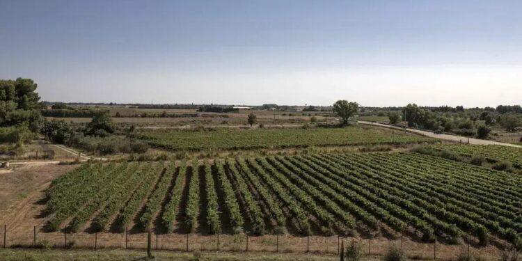 Na Cave Héraclès, a maior cooperativa de vinhos orgânicos do país, mais de 200 tanques de aço inoxidável da altura de prédios de seis andares ainda estão cheios com a produção do ano passado