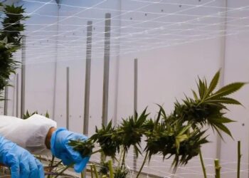 Oportunidades dentro da lei têm potencial de gerar R$ 500 milhões, segundo a consultoria Kaya Mind (Foto: Eva Marie Uzcategui/Bloomberg)