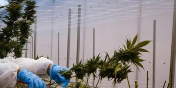 Oportunidades dentro da lei têm potencial de gerar R$ 500 milhões, segundo a consultoria Kaya Mind (Foto: Eva Marie Uzcategui/Bloomberg)
