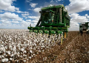 Projeto no Ceará pretende revigorar a produção de algodão no estado