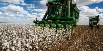 Projeto no Ceará pretende revigorar a produção de algodão no estado