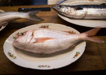 Os peixes do Ceará podem conquistar mais espaço no mercado chinês após a guerra comercial de Trump; entenda