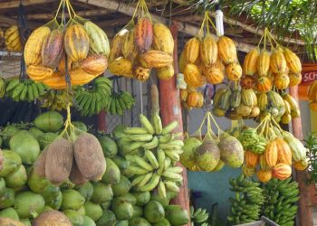 O novo “rei do cacau” pretende transformar o setor com uma grande fazenda na Bahia