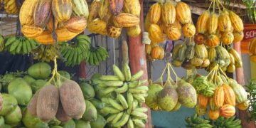O novo “rei do cacau” pretende transformar o setor com uma grande fazenda na Bahia