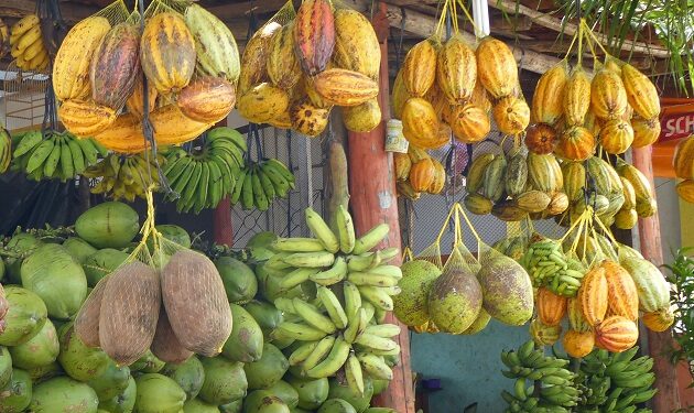 O novo “rei do cacau” pretende transformar o setor com uma grande fazenda na Bahia