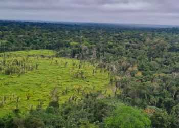 Mercado do carbono abre espaço dentro do Ceará