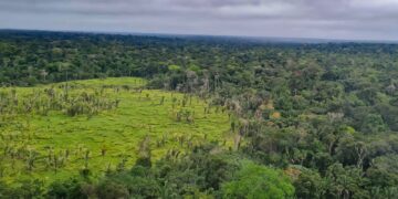 Mercado do carbono abre espaço dentro do Ceará
