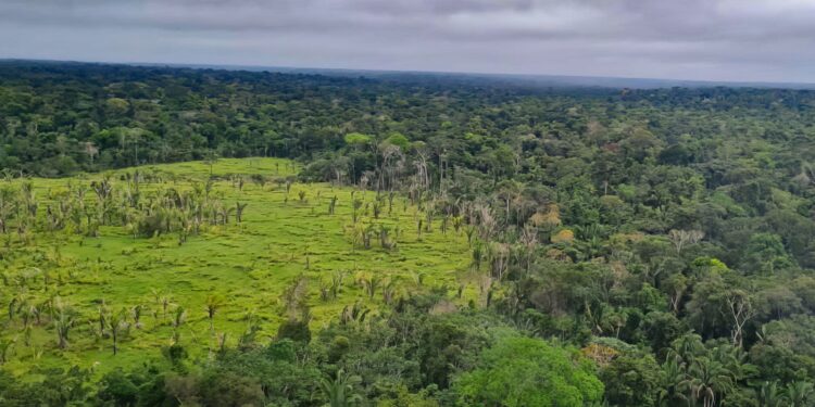 Mercado do carbono abre espaço dentro do Ceará