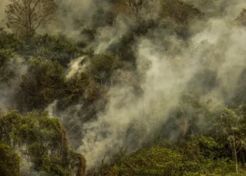 A crise climática pode causar uma nova extinção em larga escala, segundo pesquisador