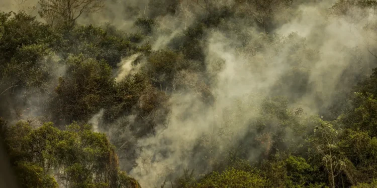 A crise climática pode causar uma nova extinção em larga escala, segundo pesquisador
