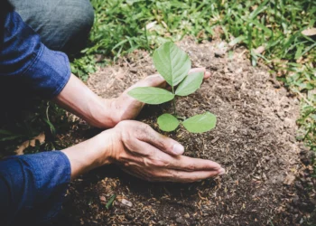 As organizações estão investindo na recuperação do solo para atingir objetivos climáticos