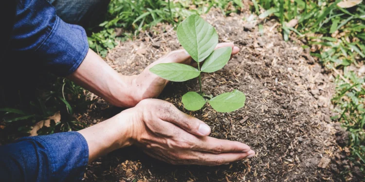 As organizações estão investindo na recuperação do solo para atingir objetivos climáticos