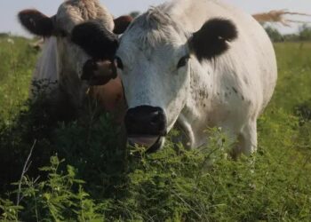 Pecuária Sustentável: Bezos Investe US$ 19 Milhões em Inovação Verde