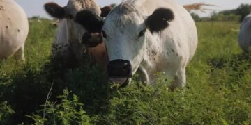 Pecuária Sustentável: Bezos Investe US$ 19 Milhões em Inovação Verde