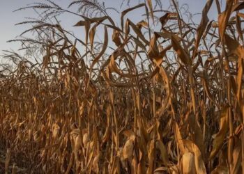 Plantação de milho no Mato Grosso: o Brasil exporta cerca de uma em cada cinco toneladas de grão enviadas para o mundo.