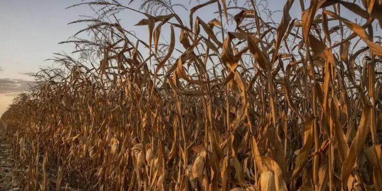 Plantação de milho no Mato Grosso: o Brasil exporta cerca de uma em cada cinco toneladas de grão enviadas para o mundo.