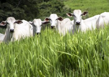A criação de gado a pasto pode ser uma solução para as alterações climáticas
