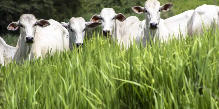 A criação de gado a pasto pode ser uma solução para as alterações climáticas
