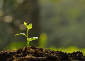 Iniciativa de revitalização ambiental diminui a liberação de carbono na agricultura