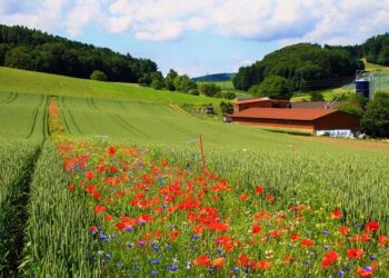 O Plantio de Flores em estradas resgata polinizadores e favorece o agronegócio