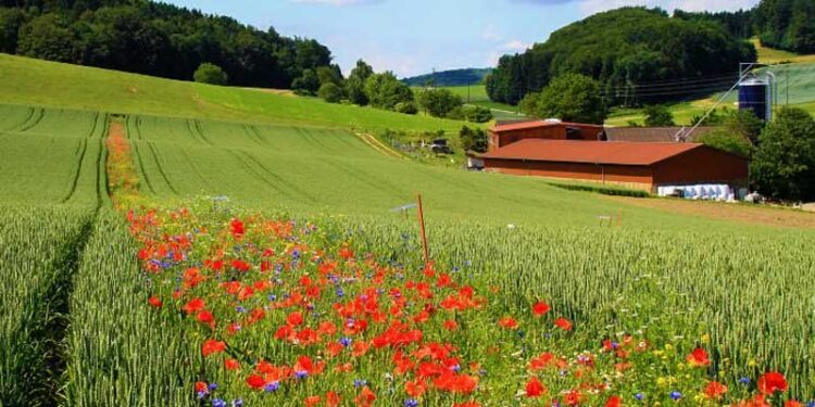 O Plantio de Flores em estradas resgata polinizadores e favorece o agronegócio