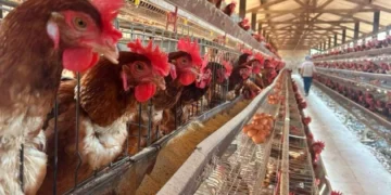 Em meio à gripe aviária, a China e outros países devem rejeitar as cargas exportadas pelo Brasil