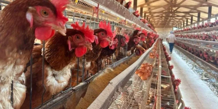Em meio à gripe aviária, a China e outros países devem rejeitar as cargas exportadas pelo Brasil