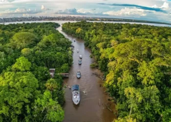O potencial para a bioeconomia atrai investimentos na região amazônica