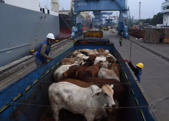 Ceará progride no projeto de exportação de animais vivos, com foco no mercado do Oriente Médio