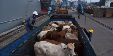 Ceará progride no projeto de exportação de animais vivos, com foco no mercado do Oriente Médio