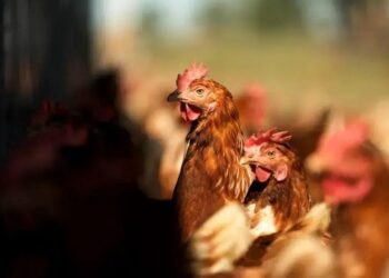 Gripe aviária: 3 Impactos no Agro Brasileiro que Você Precisa Saber!