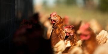 Gripe aviária: 3 Impactos no Agro Brasileiro que Você Precisa Saber!