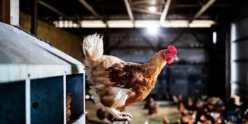 Gripe Aviária: Brasil Investiga Novos Casos em 2 Estados