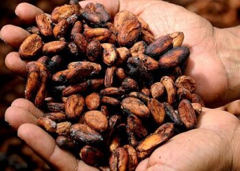 A produção de cacau representa um novo desafio para a economia do Ceará