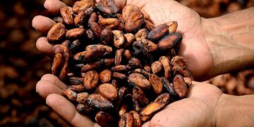 A produção de cacau representa um novo desafio para a economia do Ceará