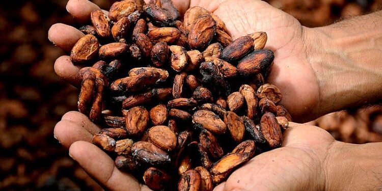 A produção de cacau representa um novo desafio para a economia do Ceará