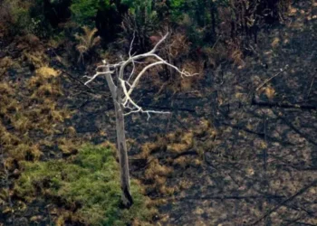 A Recuperação Florestal não pode ser negligenciada na batalha contra as Alterações Climáticas