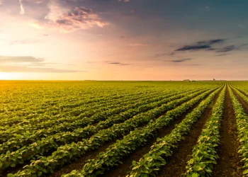 Climate Farmers Rejeitam Créditos de Carbono e Sugerem um Novo Pensamento para o Agronegócio