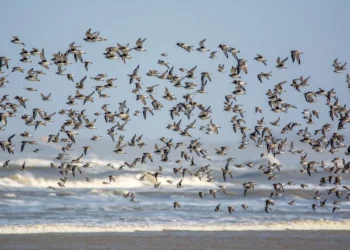 Diminuição de aves que espalham sementes torna mais difícil frear as alterações climáticas