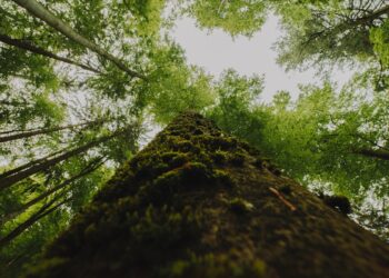 No Brasil, o investimento é um obstáculo para os projetos de restauração florestal