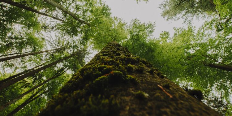 No Brasil, o investimento é um obstáculo para os projetos de restauração florestal